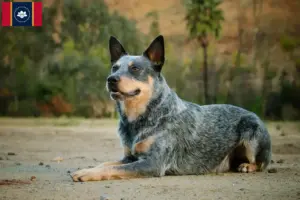 Read more about the article Australian Cattle Dog Breeders and Puppies in Mississippi