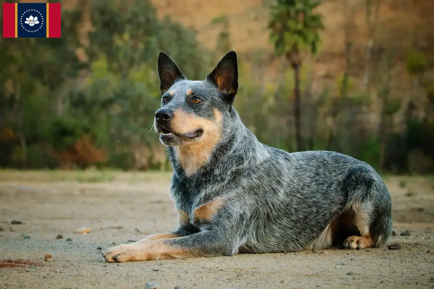 Australian Cattle Dog puppies and breeders Mississippi Find Australian Cattle Dogs breeders in Mississippi.