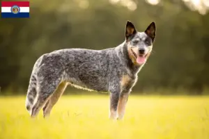 Read more about the article Australian Cattle Dog Breeders and Puppies in Missouri