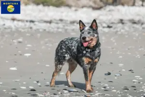 Read more about the article Australian Cattle Dog breeders and puppies in Montana
