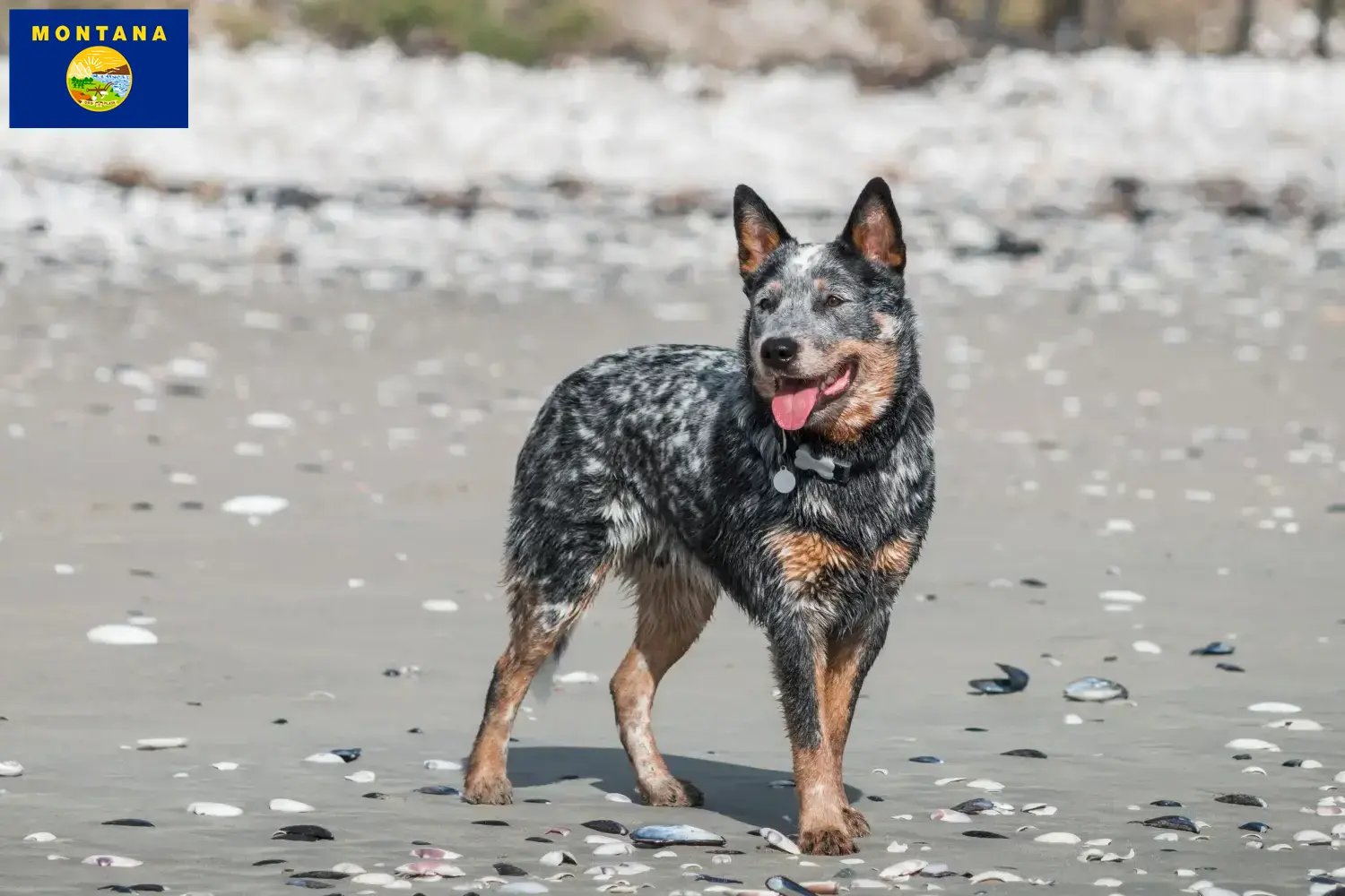 Australian Cattle Dog puppies and breeders Montana Find Australian Cattle Dogs breeders in Montana.