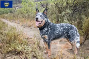 Read more about the article Australian Cattle Dog breeders and puppies in Nebraska