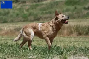 Read more about the article Australian Cattle Dog breeders and puppies in Nevada