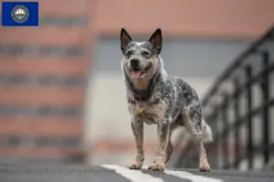 Read more about the article Australian Cattle Dog Breeders and Puppies in New Hampshire
