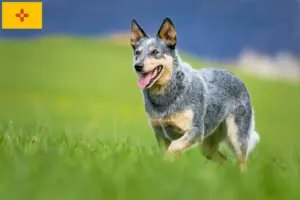 Read more about the article Australian Cattle Dog Breeders and Puppies in New Mexico