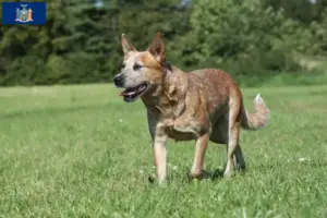 Read more about the article Australian Cattle Dog breeders and puppies in New York