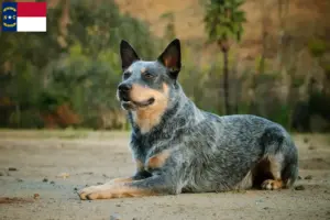 Read more about the article Australian Cattle Dog Breeders and Puppies in North Carolina