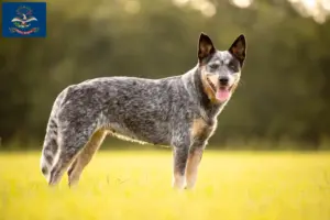 Read more about the article Australian Cattle Dog Breeders and Puppies in North Dakota