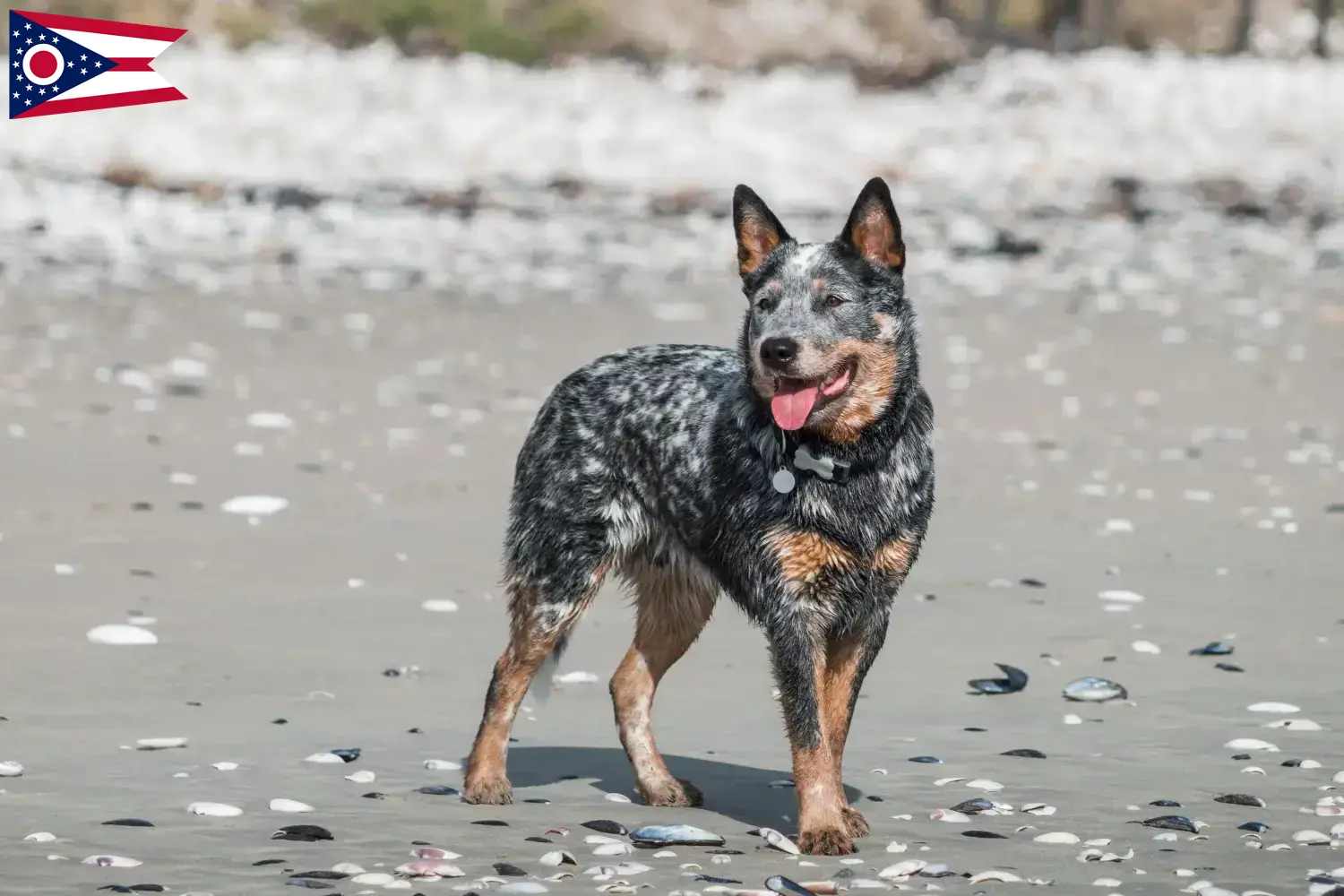 Australian Cattle Dog puppies and breeders Ohio Find Australian Cattle Dogs breeders in Ohio.