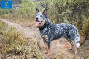 Read more about the article Australian Cattle Dog Breeders and Puppies in Oklahoma