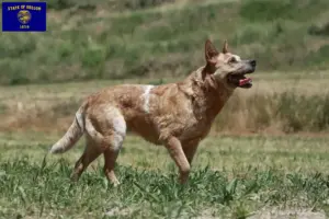 Read more about the article Australian Cattle Dog breeders and puppies in Oregon