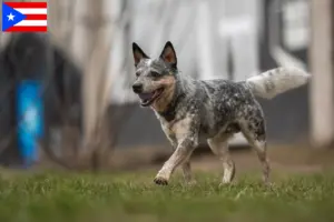 Read more about the article Australian Cattle Dog breeders and puppies in Puerto Rico