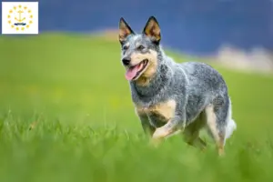 Read more about the article Australian Cattle Dog Breeders and Puppies in Rhode Island