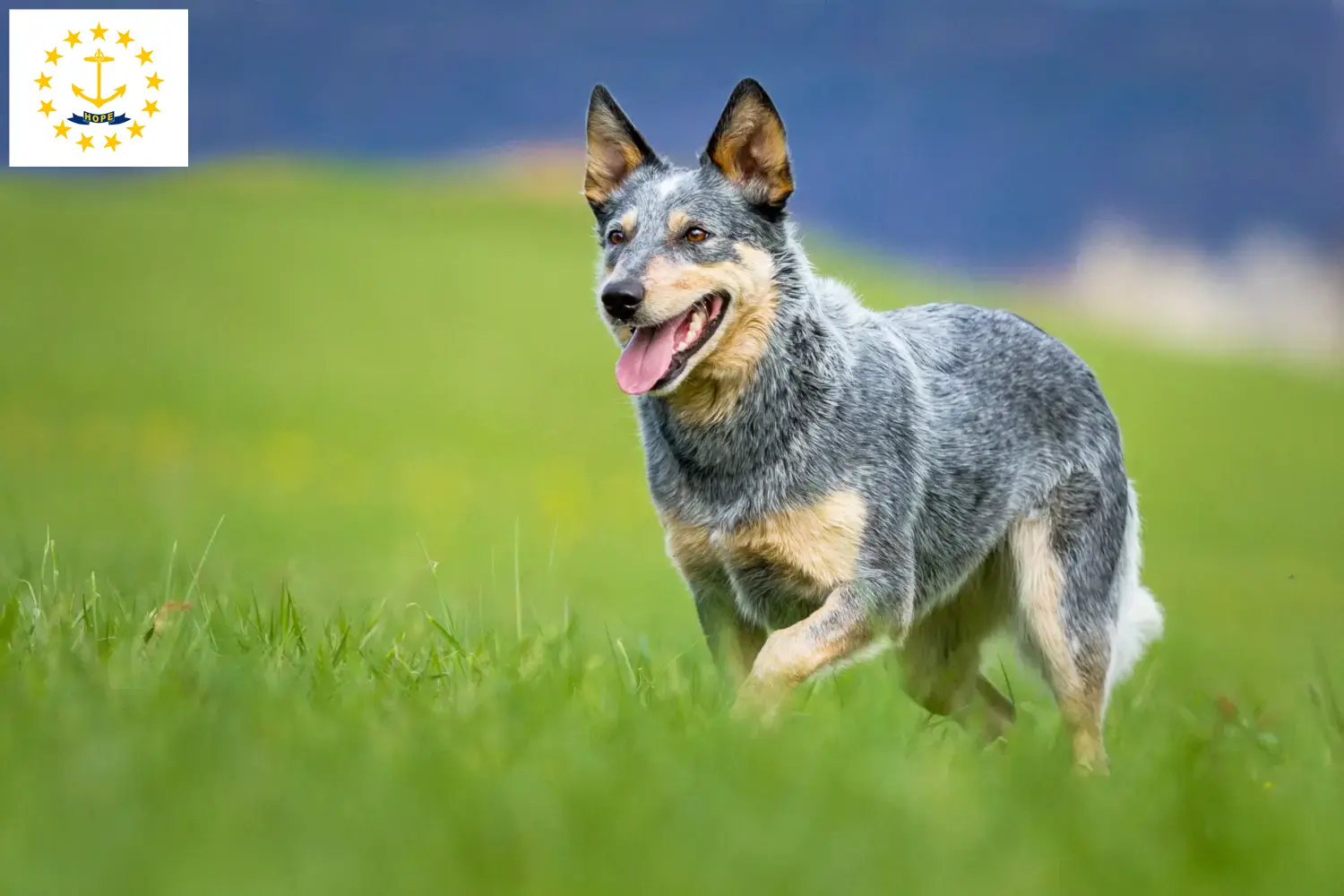 Australian Cattle Dog puppies and breeders Rhode Island Find Australian Cattle Dogs breeders in Rhode Island.