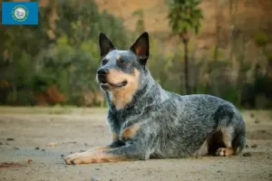 Read more about the article Australian Cattle Dog Breeders and Puppies in South Dakota