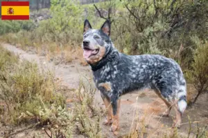 Read more about the article Australian Cattle Dog breeders and puppies in Spain