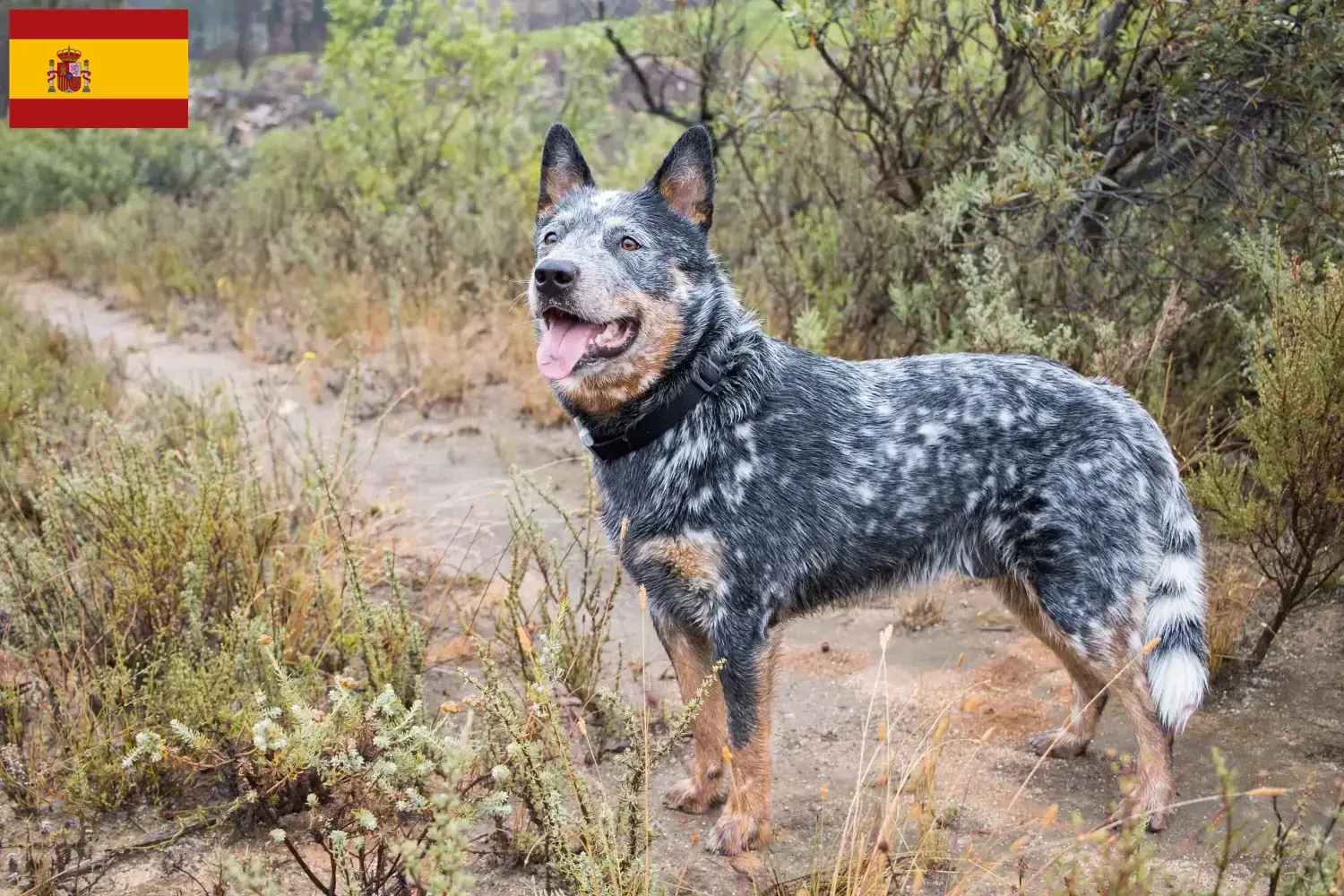 Read more about the article Australian Cattle Dog breeders and puppies in Spain
