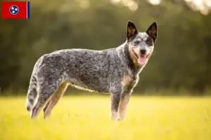 Read more about the article Australian Cattle Dog breeders and puppies in Tennessee