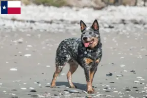 Read more about the article Australian Cattle Dog breeders and puppies in Texas