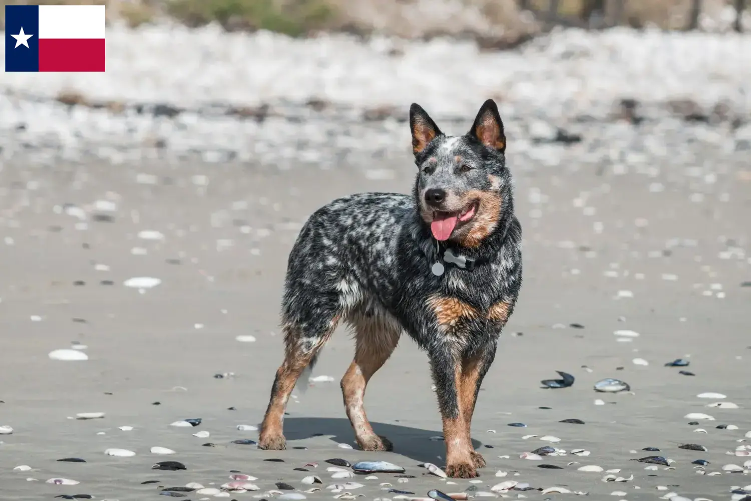 Australian Cattle Dog puppies and breeders Texas Find Australian Cattle Dogs breeders in Texas.