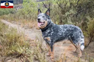 Read more about the article Australian Cattle Dog breeders and puppies in Utah