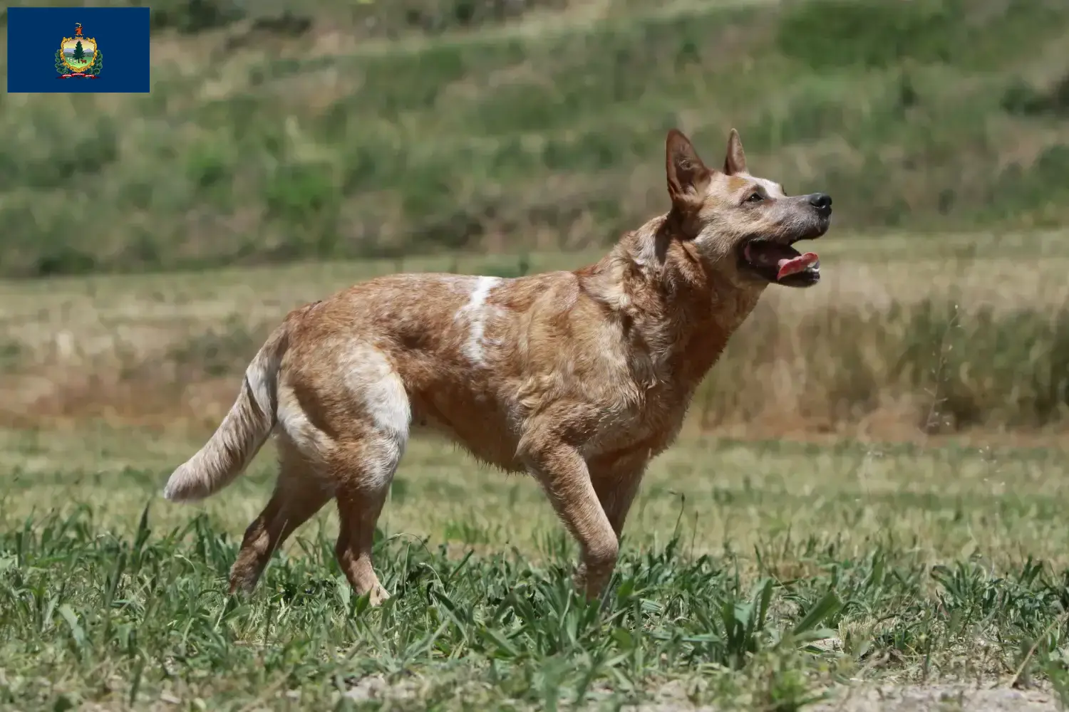 Australian Cattle Dog puppies and breeders Vermont Find Australian Cattle Dogs breeders in Vermont.