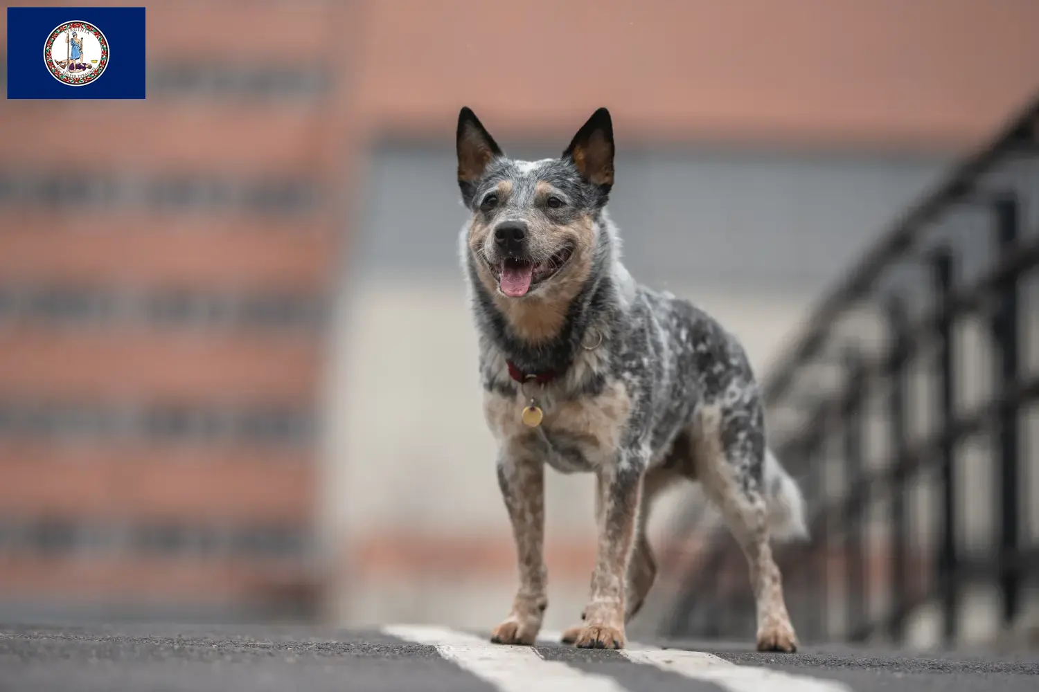 Australian Cattle Dog puppies and breeder Virginia Find Australian Cattle Dogs breeders in Virginia.