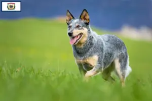 Read more about the article Australian Cattle Dog breeders and puppies in West Virginia