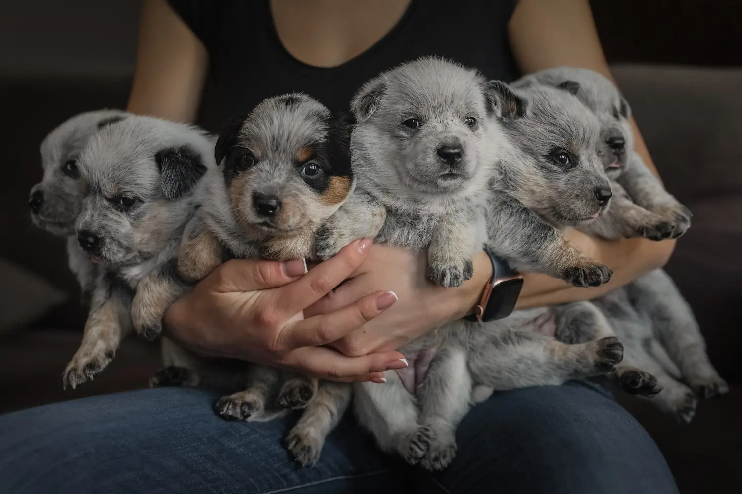 Buying an Australian Cattle Dog puppy means taking responsibility! Buy Australian Cattle Dog puppies.