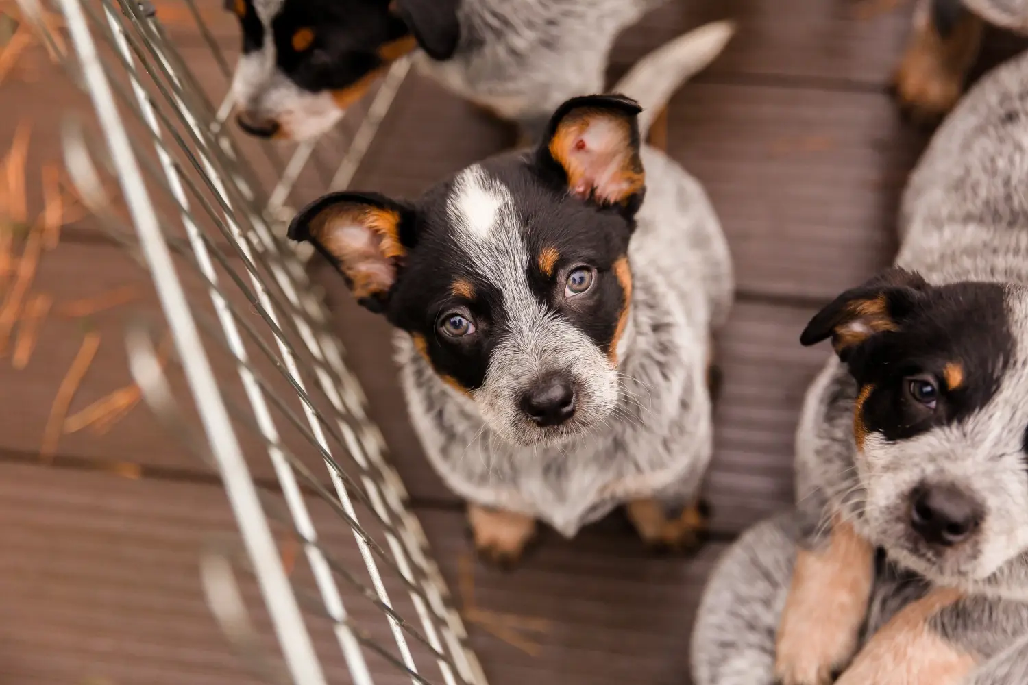 Buying an Australian Cattle Dog puppy means taking responsibility! Buy Australian Cattle Dog puppies.