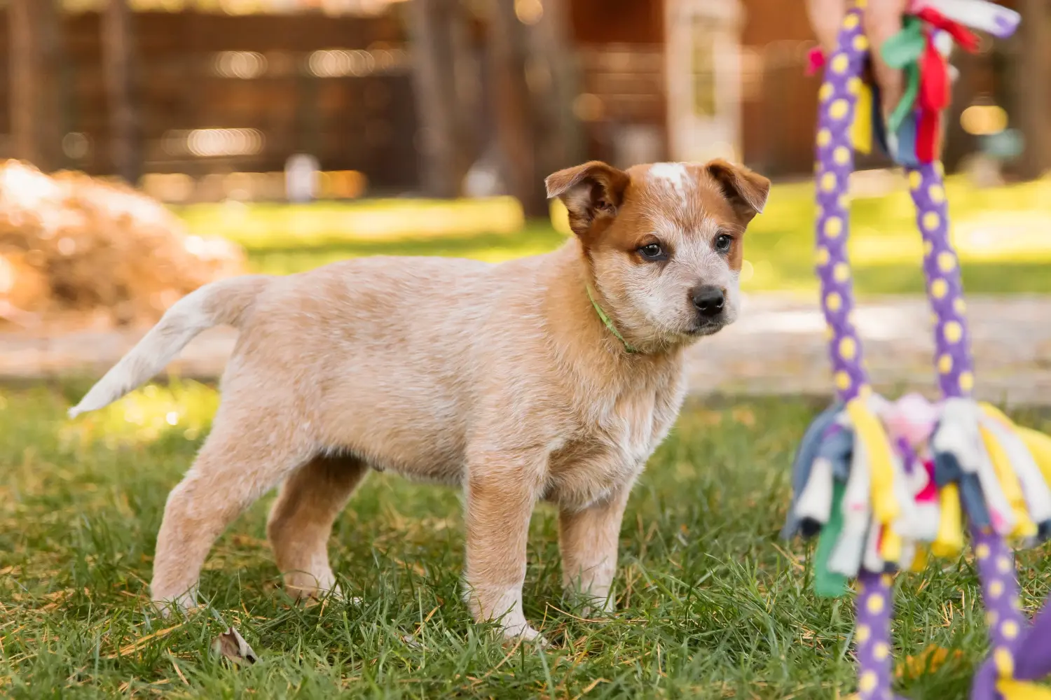 Buying an Australian Cattle Dog puppy means taking responsibility! Buy Australian Cattle Dog puppies.