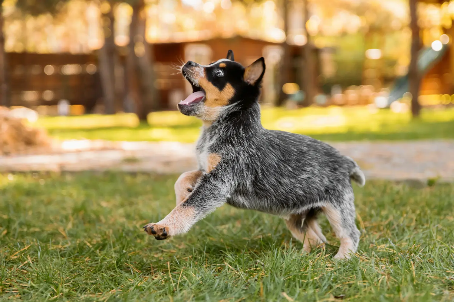 Buying an Australian Cattle Dog puppy means taking responsibility! Buy Australian Cattle Dog puppies.