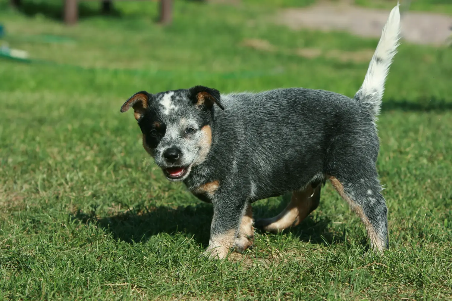 Buying an Australian Cattle Dog puppy means taking responsibility! Buy Australian Cattle Dog puppies.