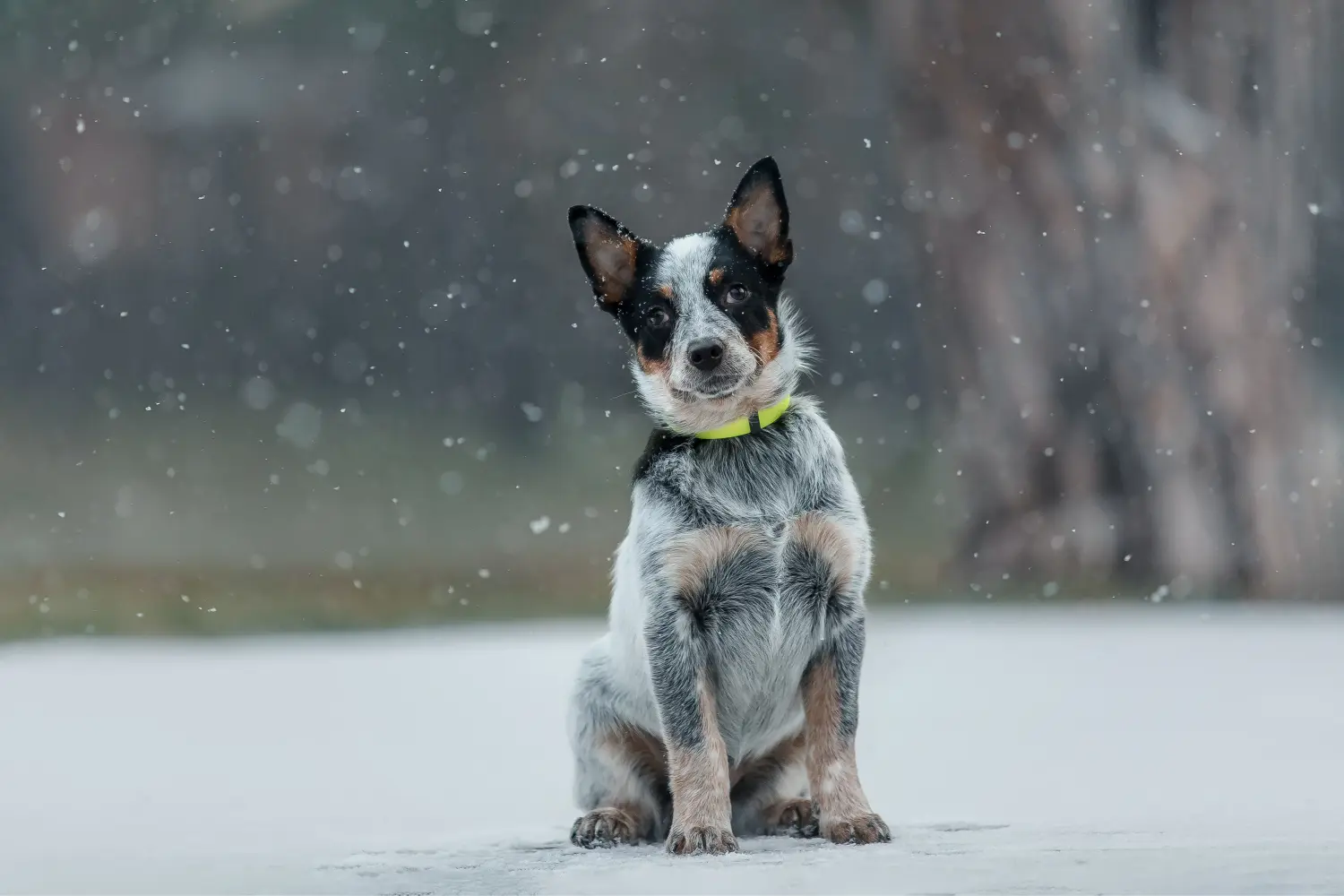 Buying an Australian Cattle Dog puppy means taking responsibility! Buy Australian Cattle Dog puppies.