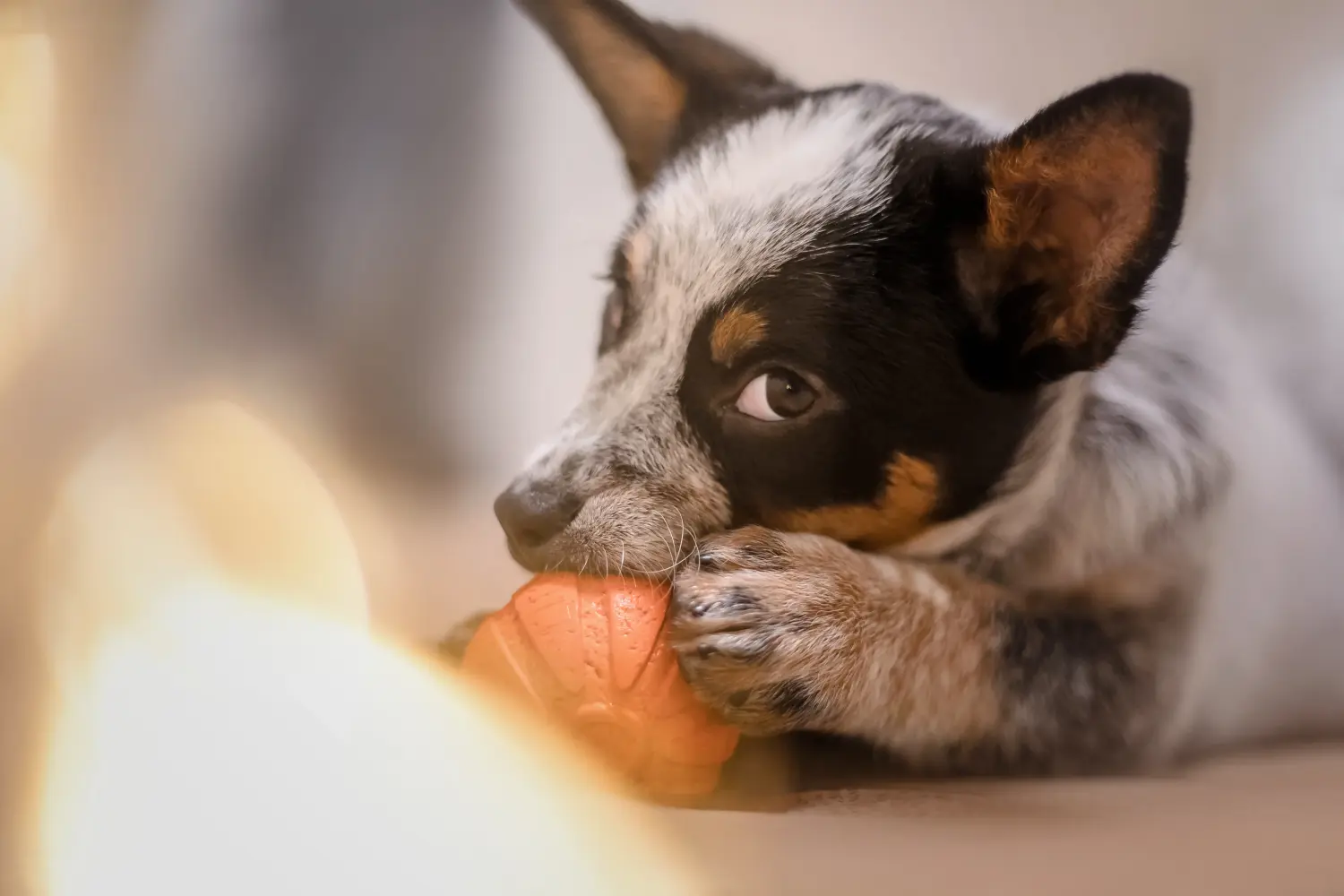 Buying an Australian Cattle Dog puppy means taking responsibility! Buy Australian Cattle Dog puppies.