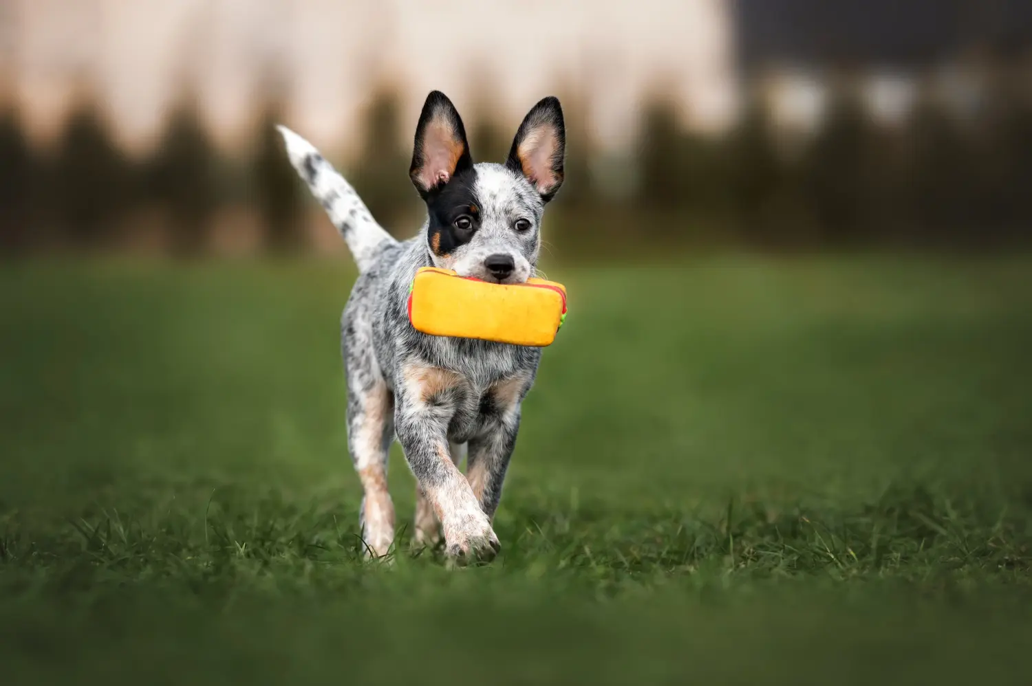 Buying an Australian Cattle Dog puppy means taking responsibility! Buy Australian Cattle Dog puppies.