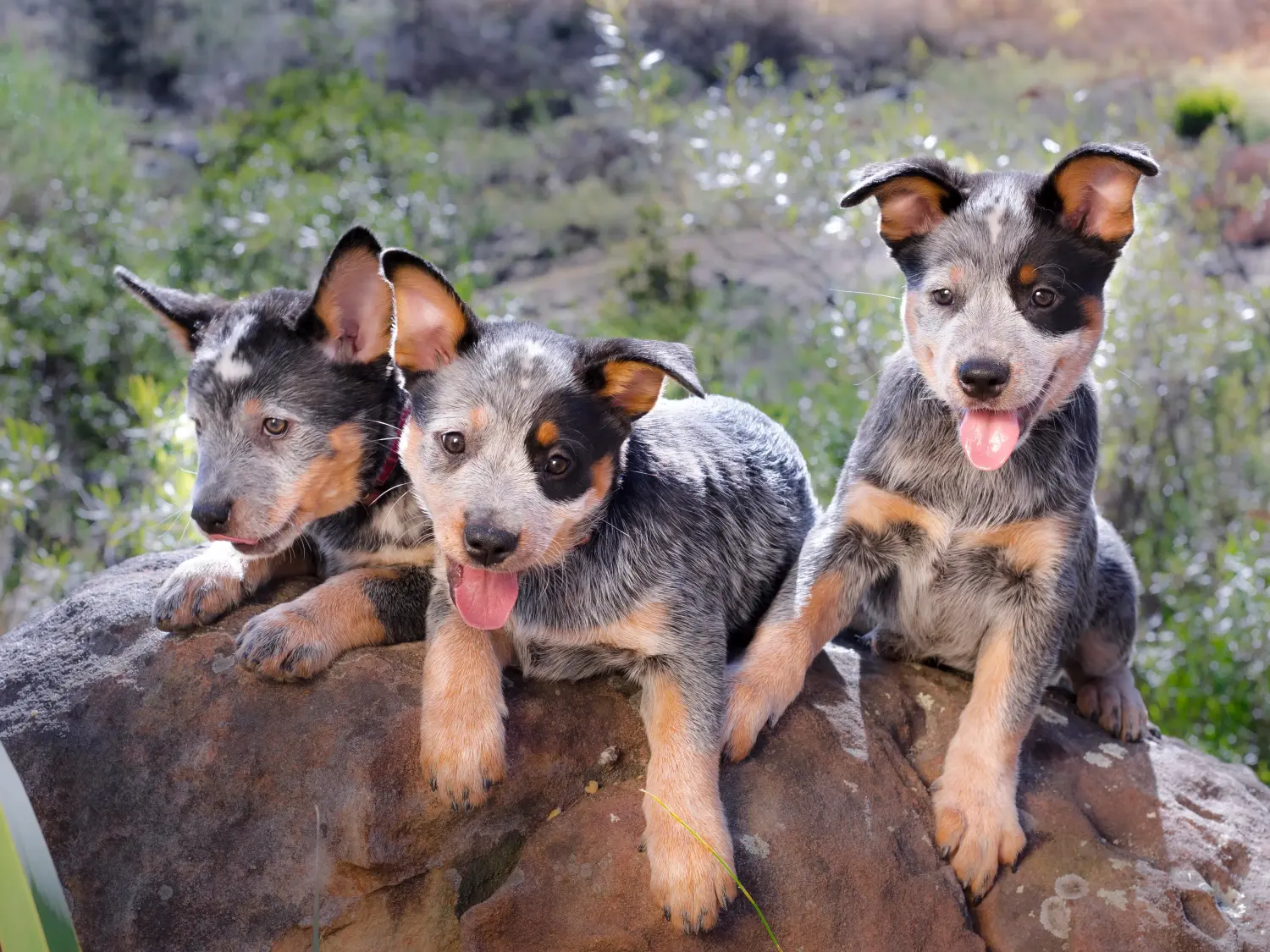 Buying an Australian Cattle Dog puppy means taking responsibility! Buy Australian Cattle Dog puppies.