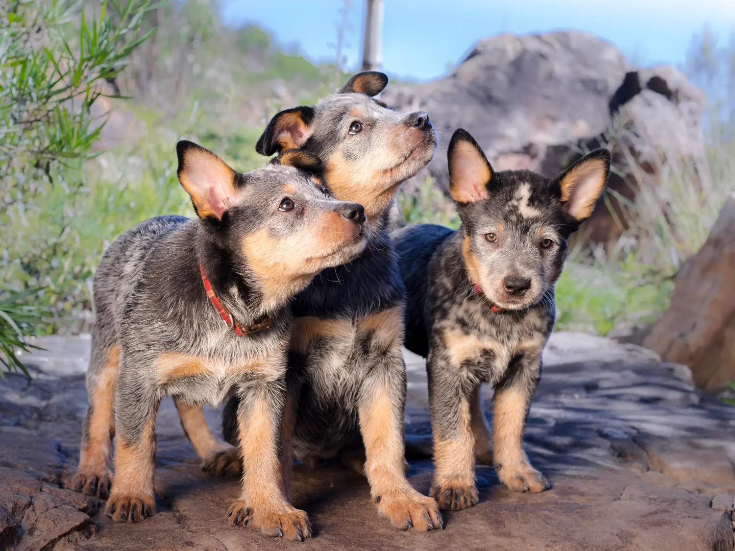 Buying an Australian Cattle Dog puppy means taking responsibility! Buy Australian Cattle Dog puppies.