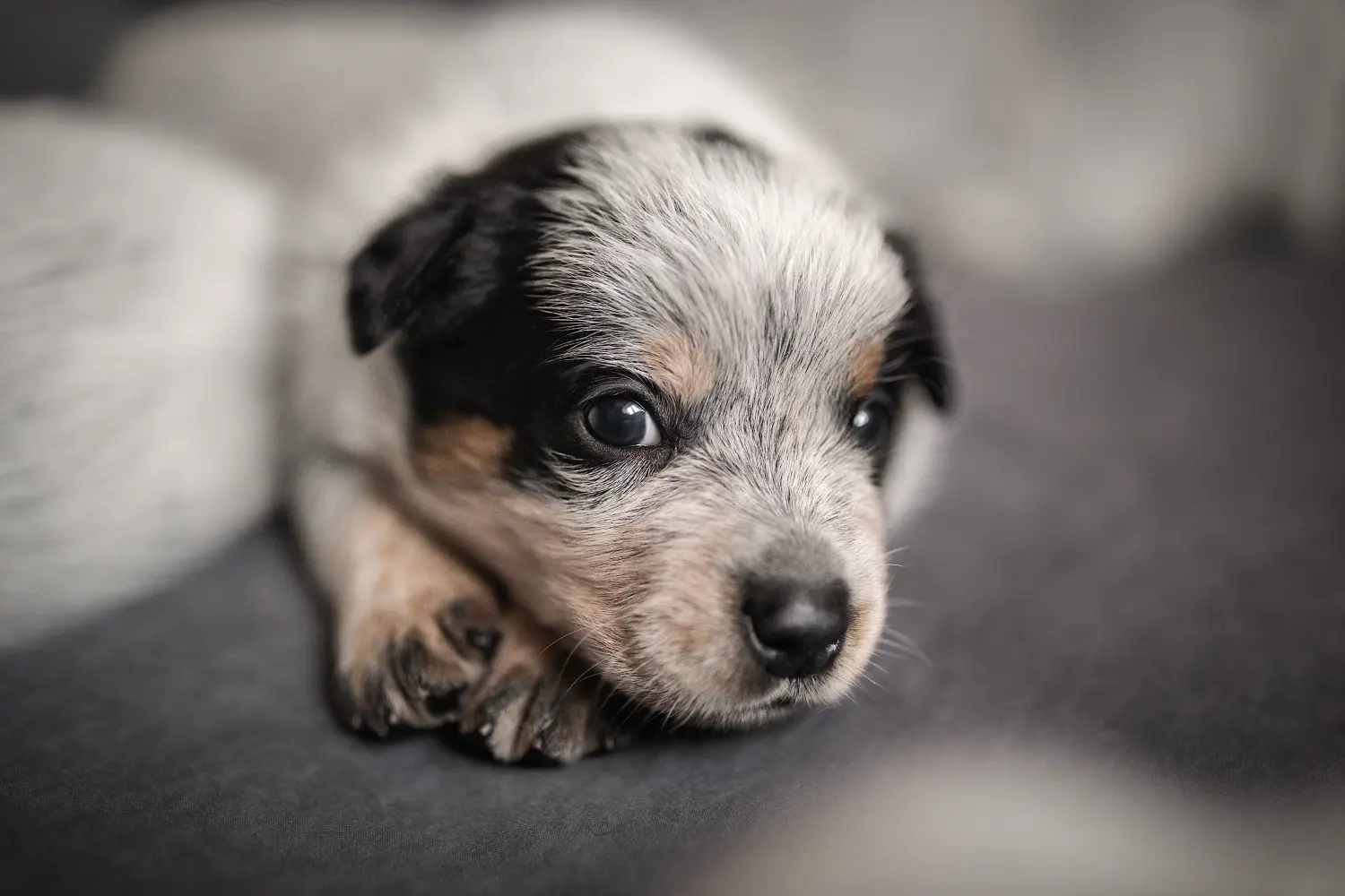 Buying an Australian Cattle Dog puppy means taking responsibility! Buy Australian Cattle Dog puppies.