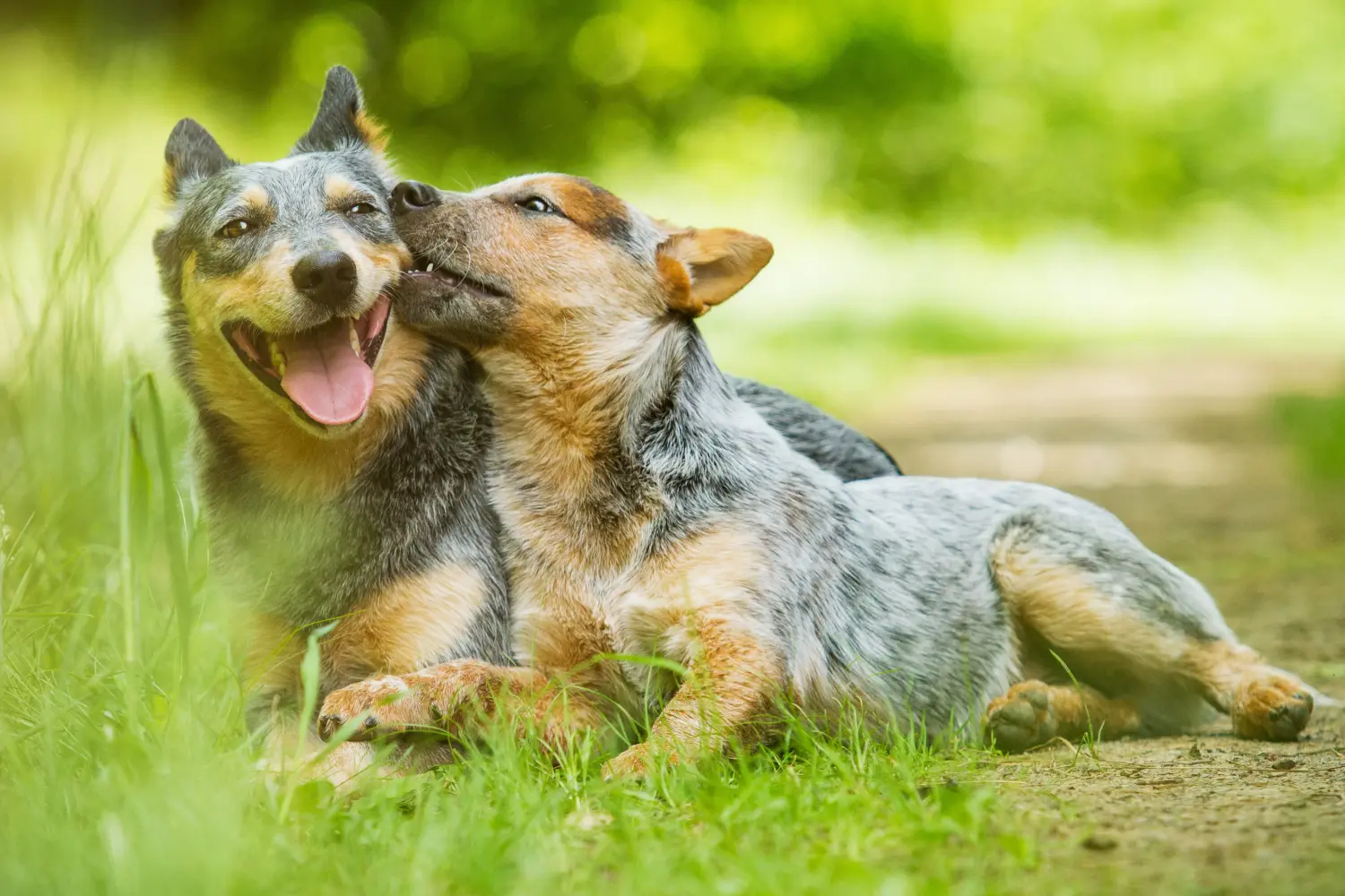 Buying an Australian Cattle Dog puppy means taking responsibility! Buy Australian Cattle Dog puppies.