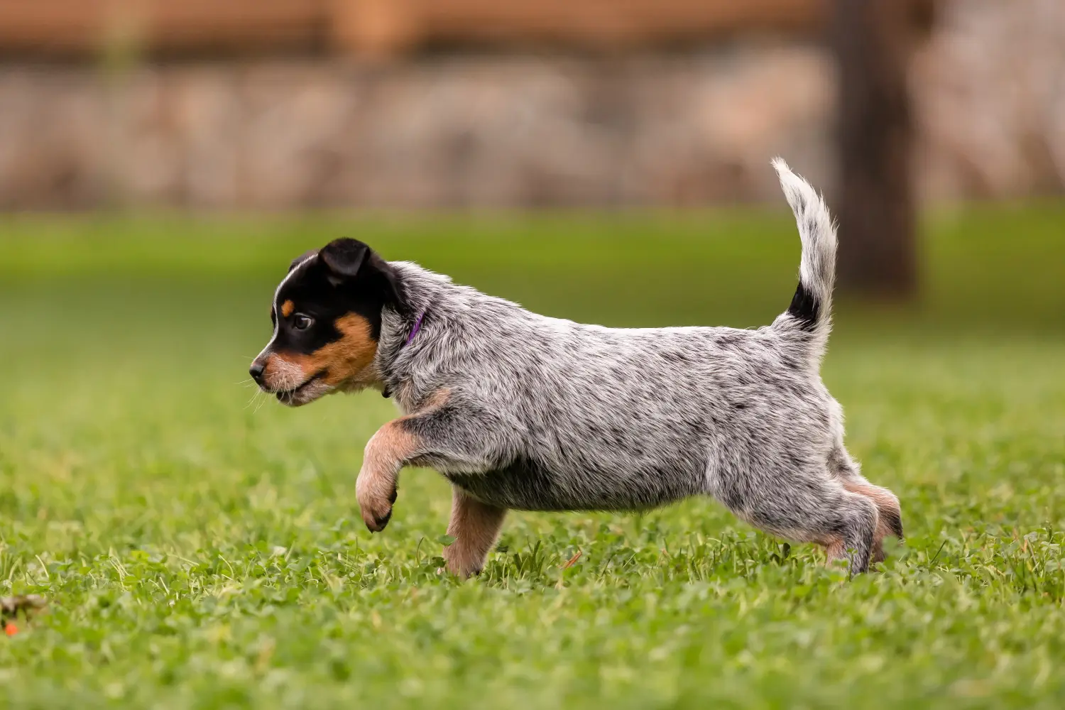 Buying an Australian Cattle Dog puppy means taking responsibility! Buy Australian Cattle Dog puppies.