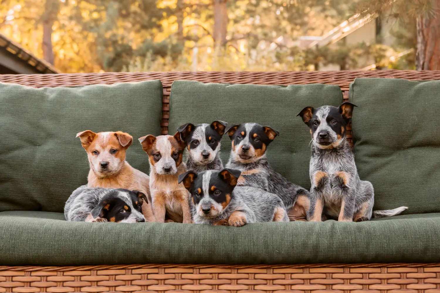 Buying an Australian Cattle Dog puppy means taking responsibility! Buy Australian Cattle Dog puppies.