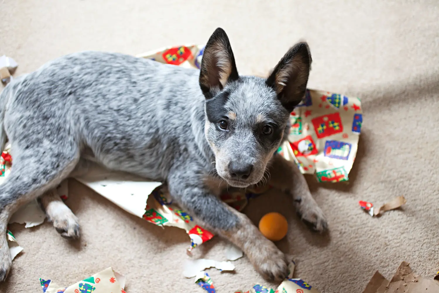 Buying an Australian Cattle Dog puppy means taking responsibility! Buy Australian Cattle Dog puppies.