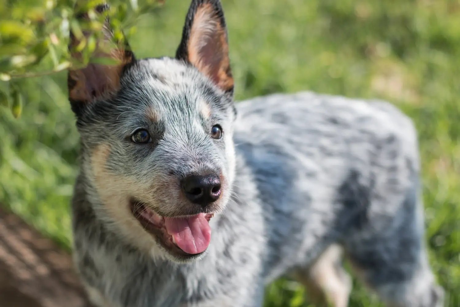 Buying an Australian Cattle Dog puppy means taking responsibility! Buy Australian Cattle Dog puppies.