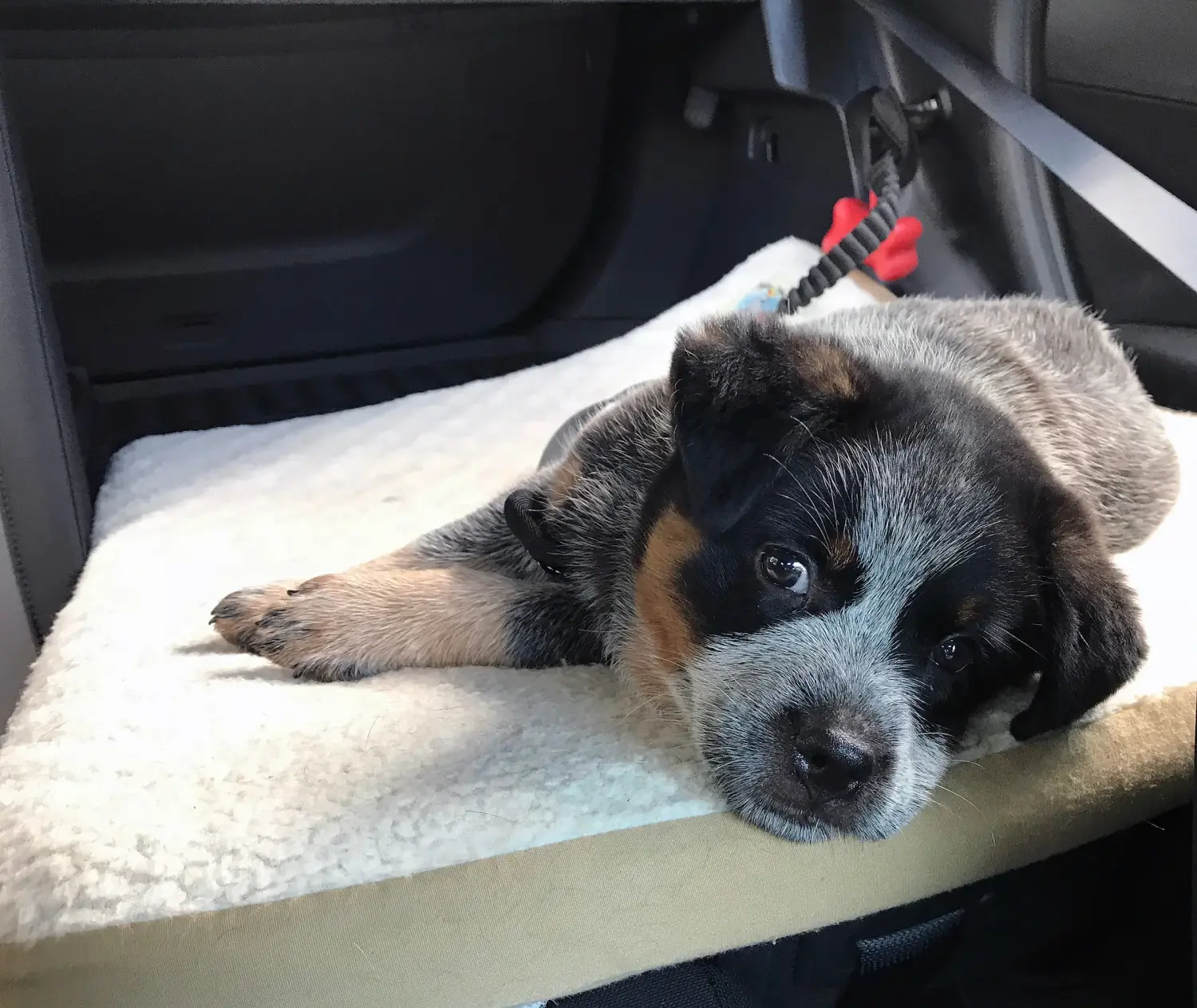 Buying an Australian Cattle Dog puppy means taking responsibility! Buy Australian Cattle Dog puppies.