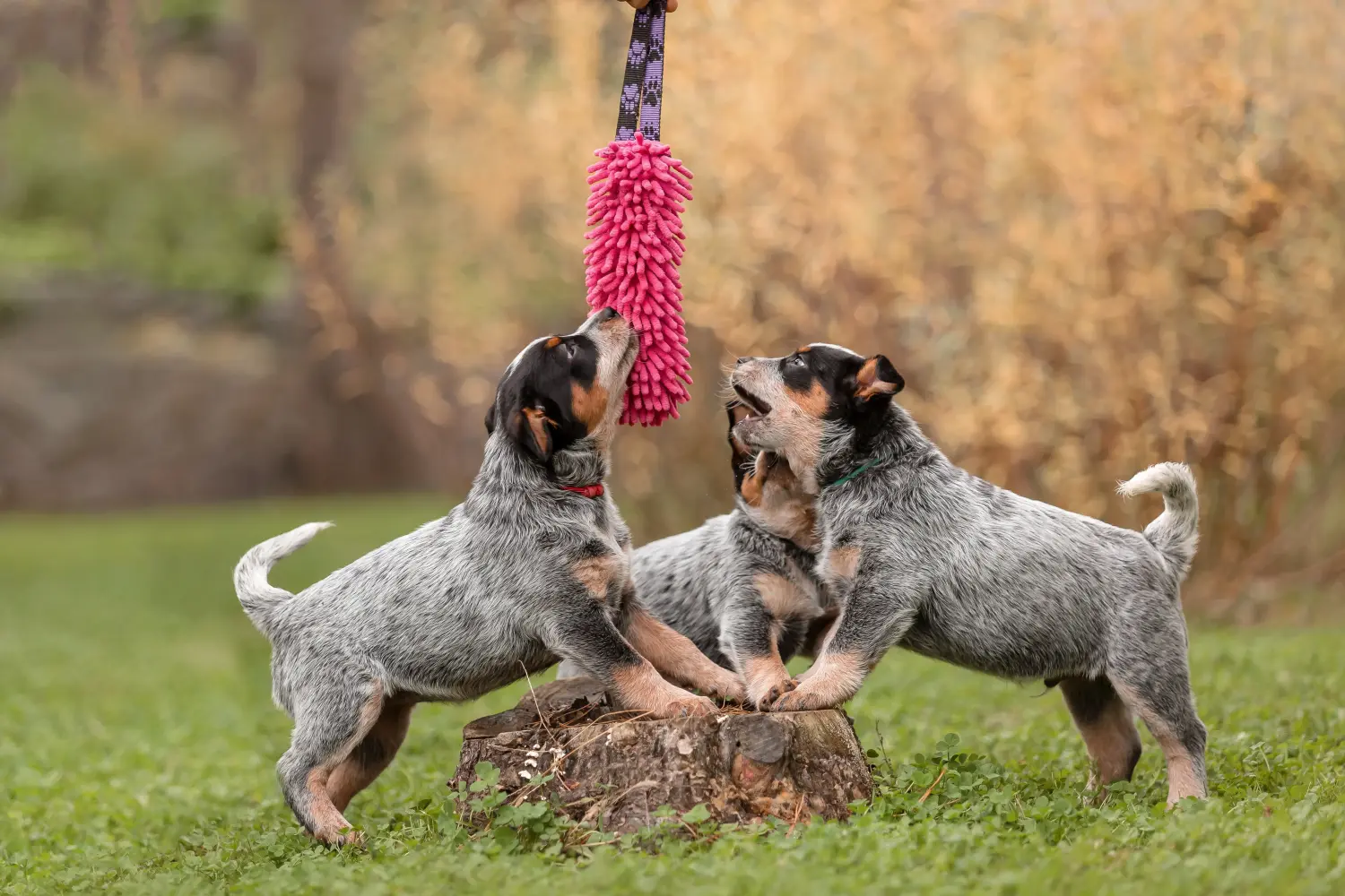 Buying an Australian Cattle Dog puppy means taking responsibility! Buy Australian Cattle Dog puppies.