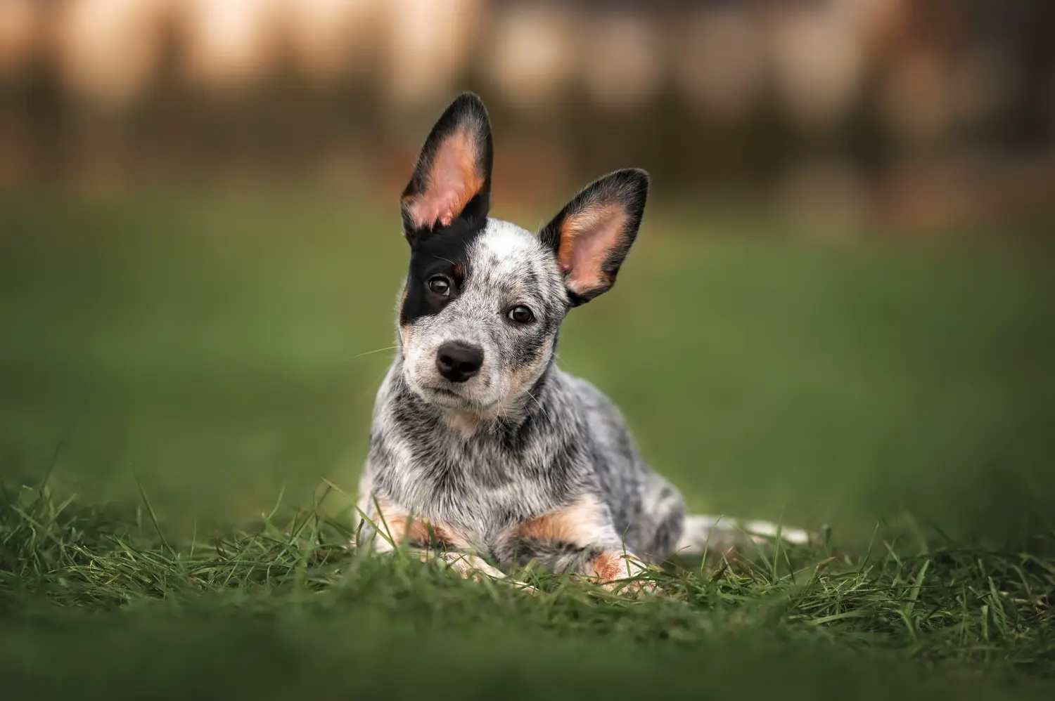 Buying an Australian Cattle Dog puppy means taking responsibility! Buy Australian Cattle Dog puppies.