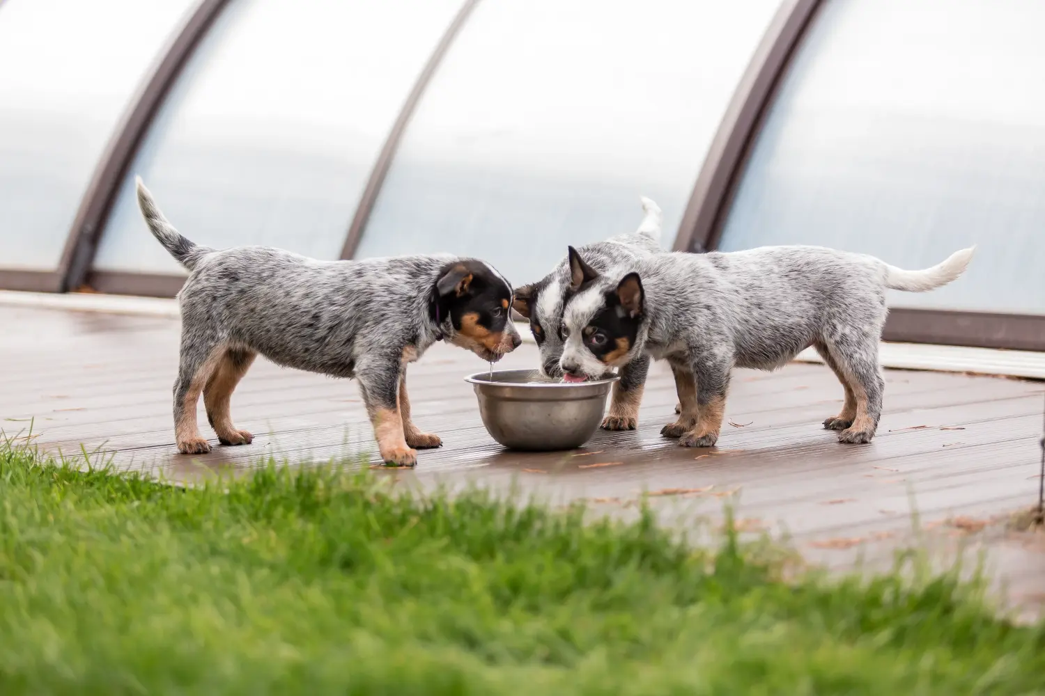 Buying an Australian Cattle Dog puppy means taking responsibility! Buy Australian Cattle Dog puppies.