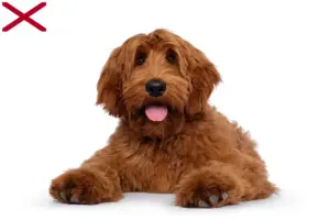 Read more about the article Australian Cobberdog breeders and puppies in Alabama
