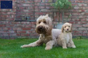 Read more about the article Australian Cobberdog breeders and puppies in Alaska